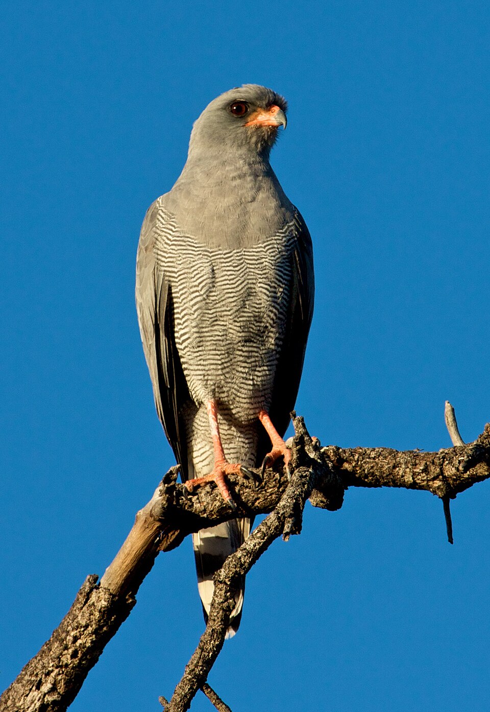 Dark Chanting-Goshawk