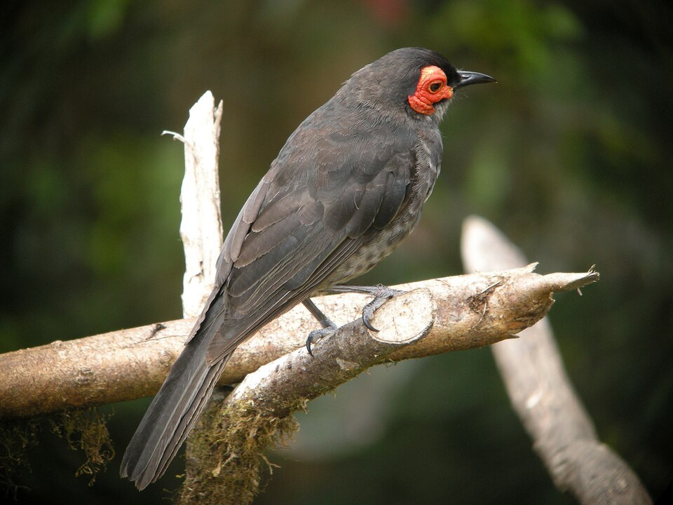 Smoky Honeyeater