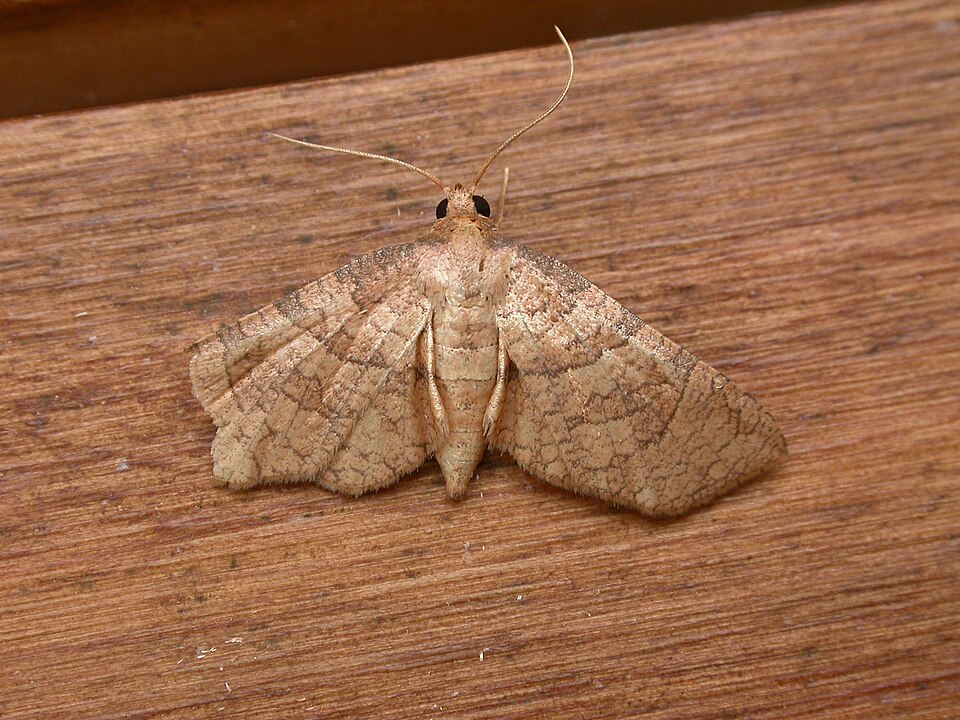 Mellea ordinaria