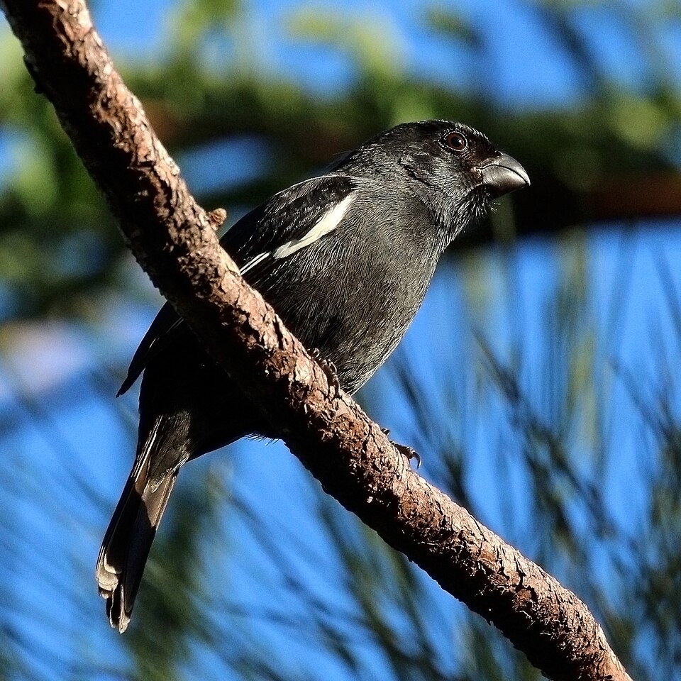 Cuban Bullfinch