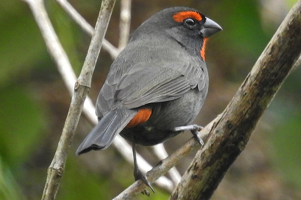 Greater Antillean Bullfinch