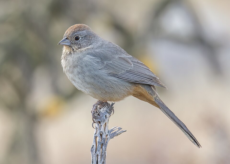Canyon Towhee