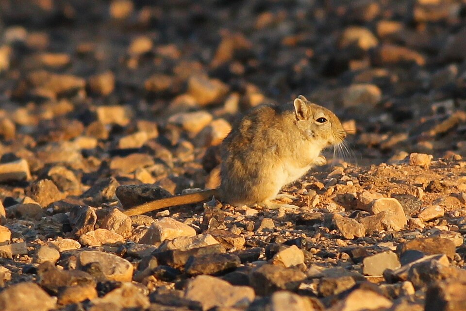 Libyan Jird