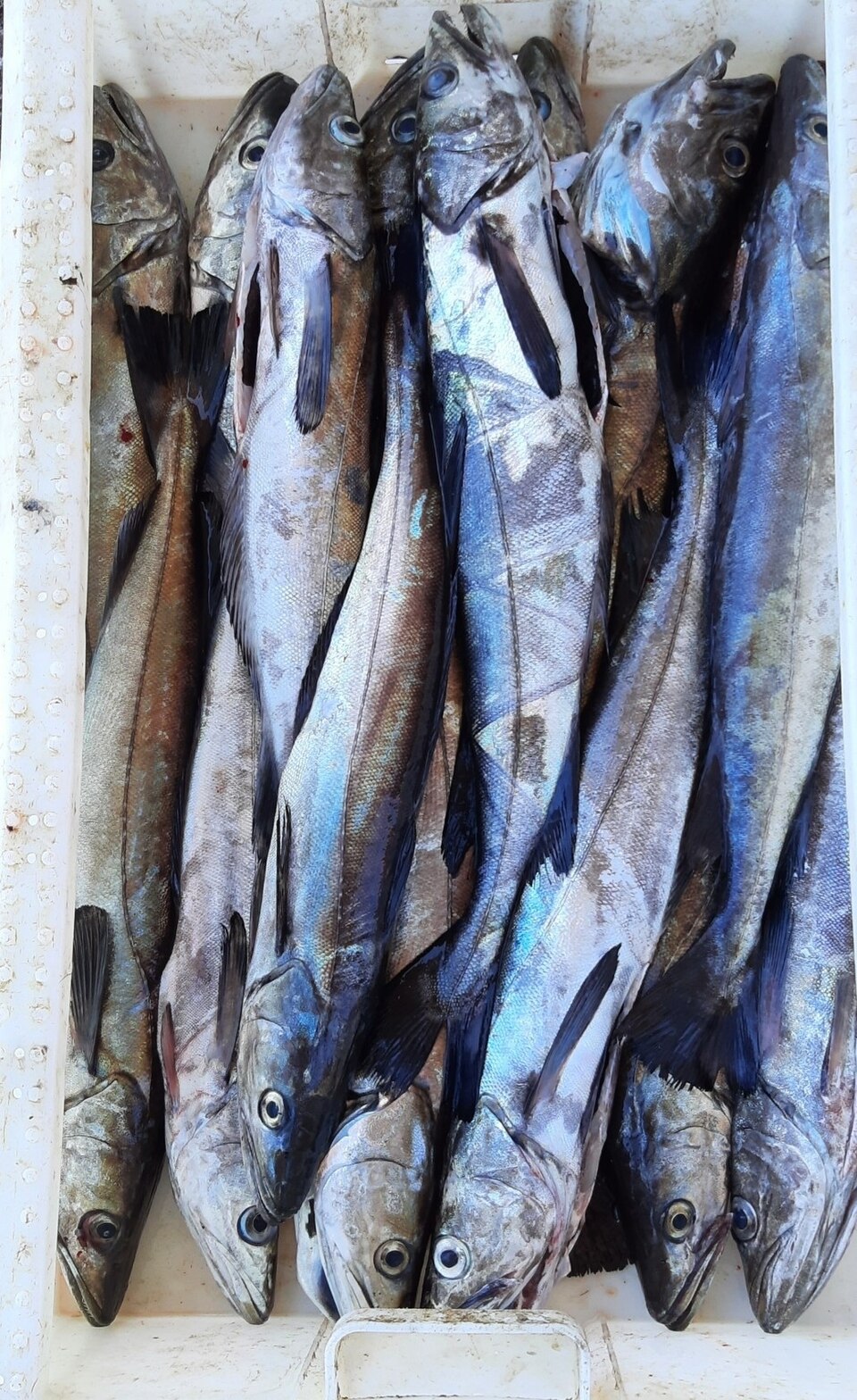 southern hake