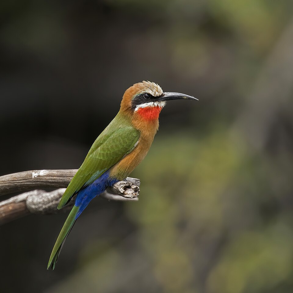 White-fronted Bee-eater