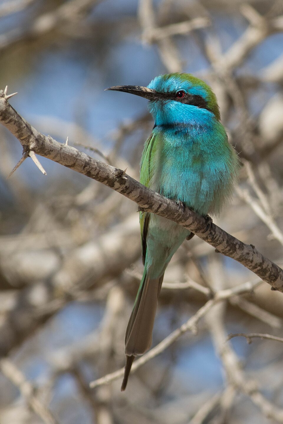 Arabian Green Bee-eater