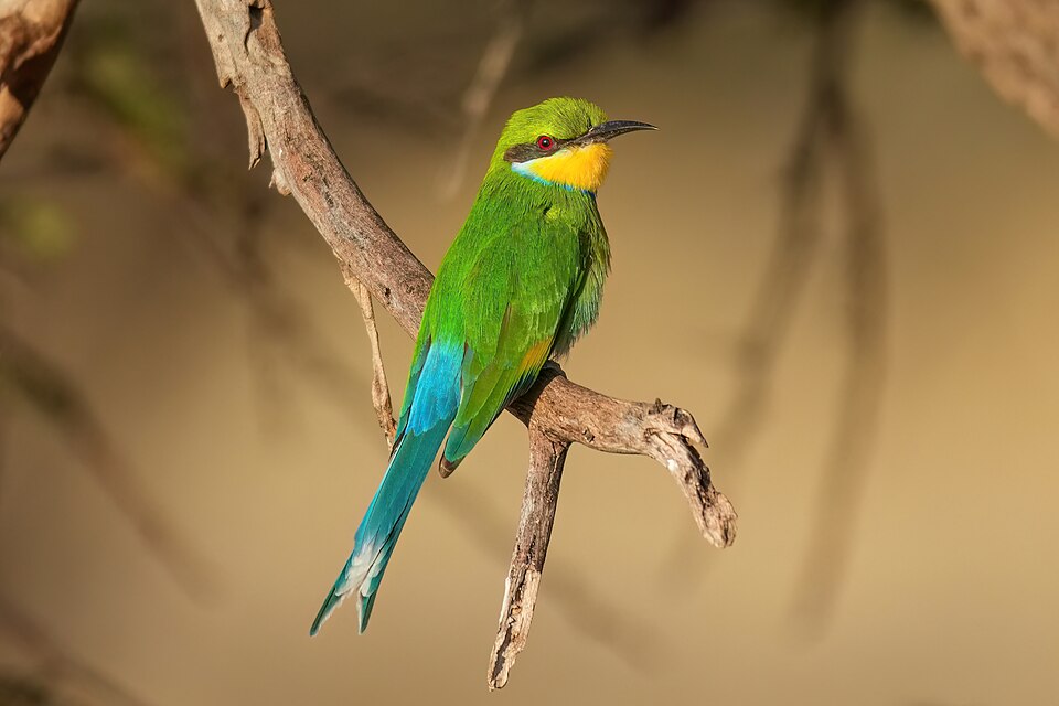 Swallow-tailed Bee-eater