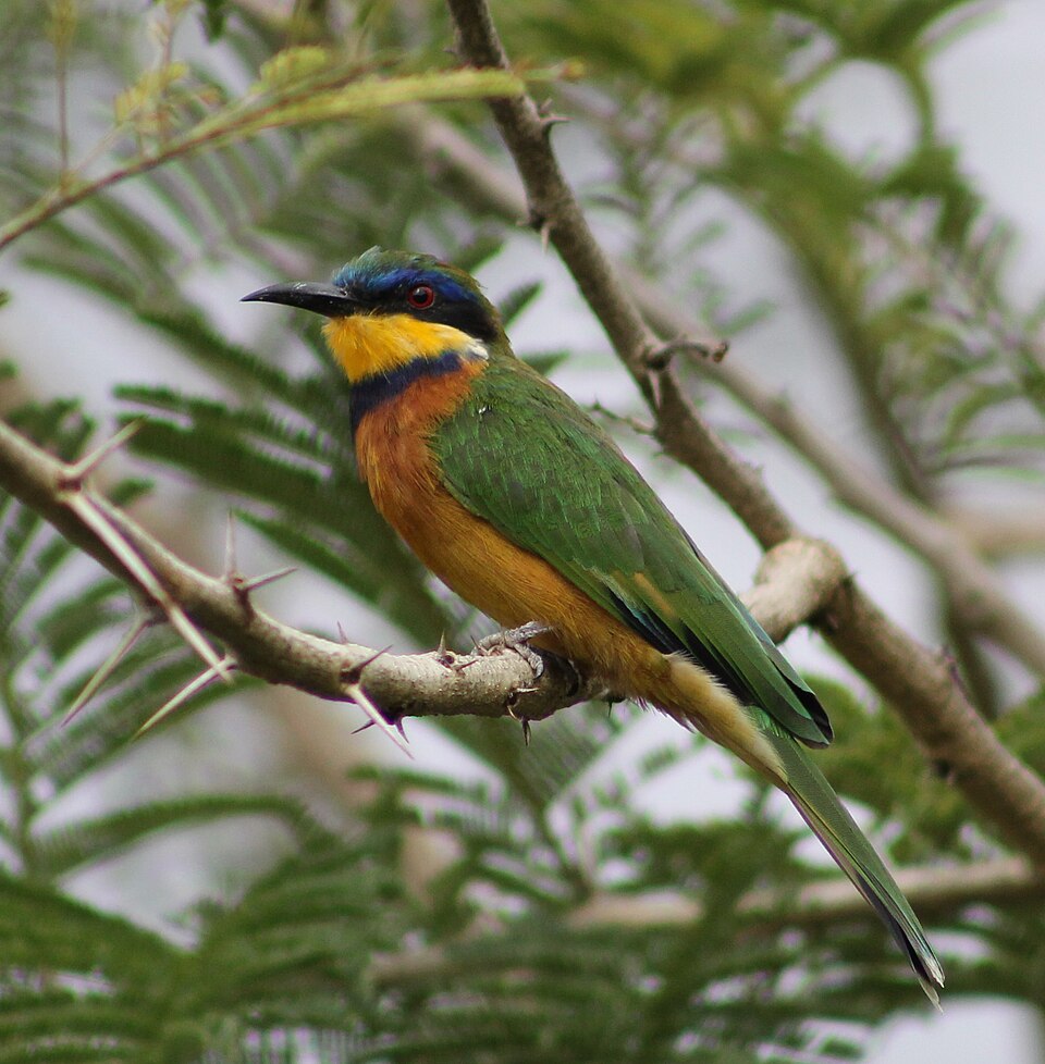 Ethiopian Bee-eater