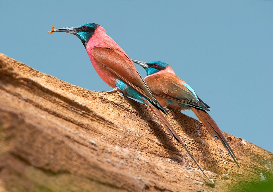 Northern Carmine Bee-eater