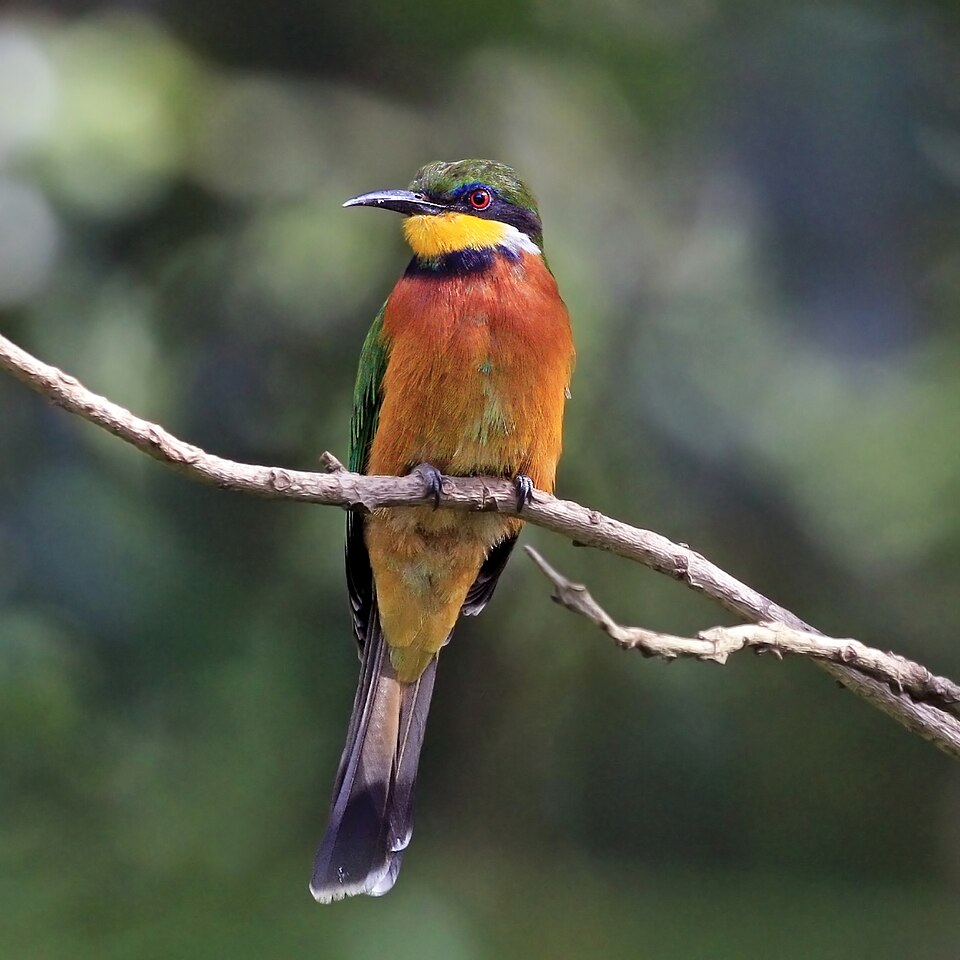 Cinnamon-chested Bee-eater