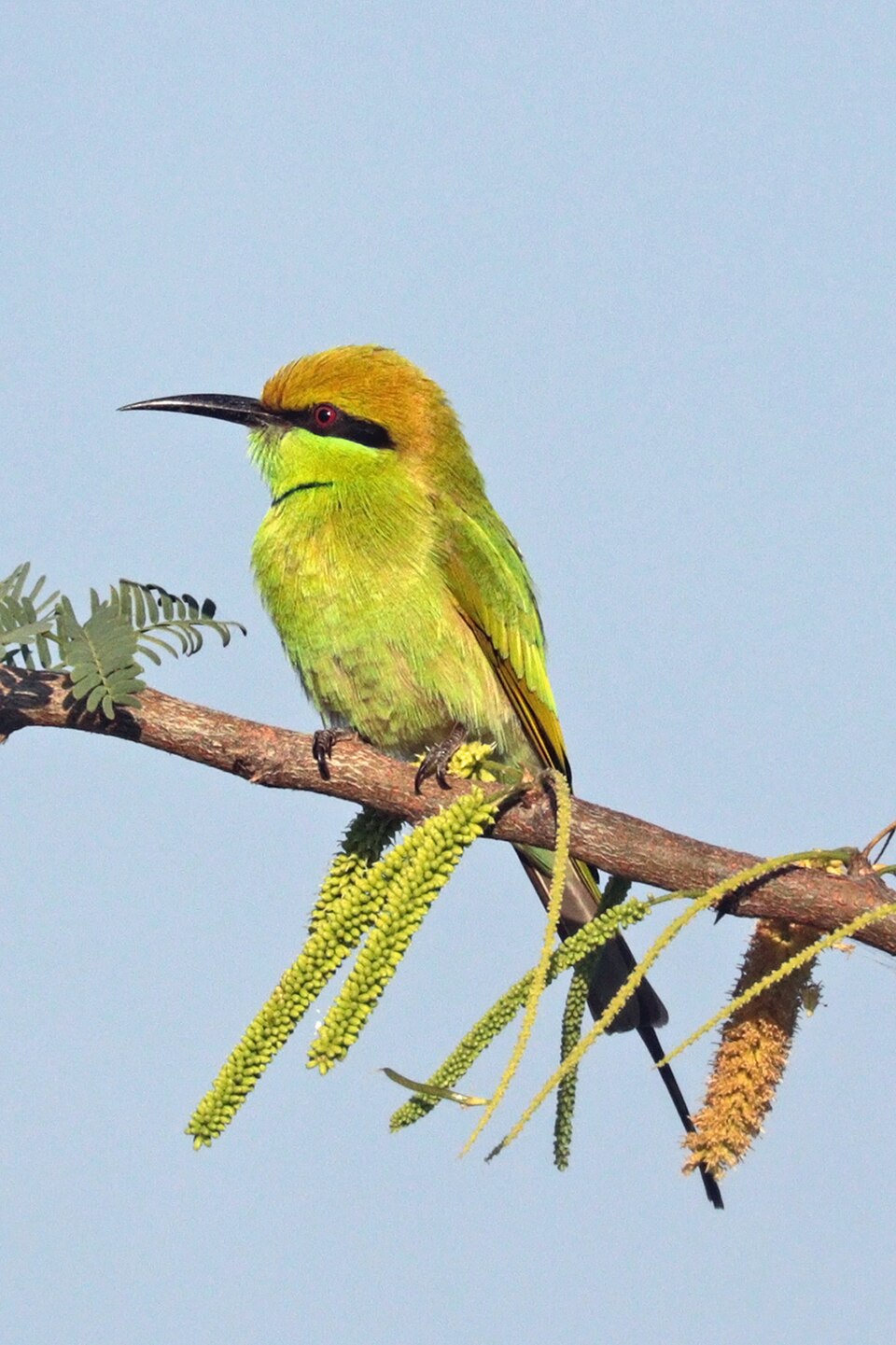 Green Bee-eater
