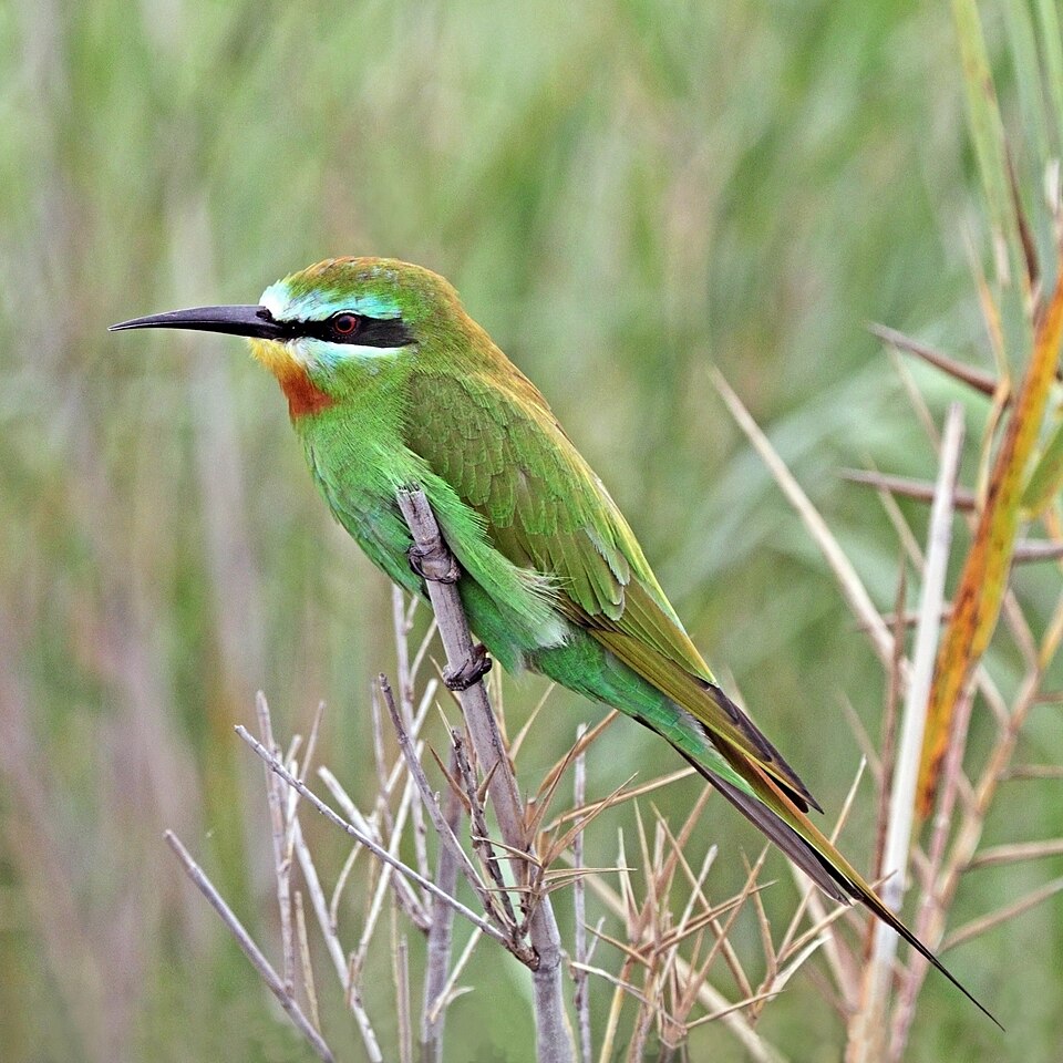 Blue-cheeked