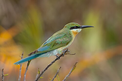 Blue-tailed Bee-eater