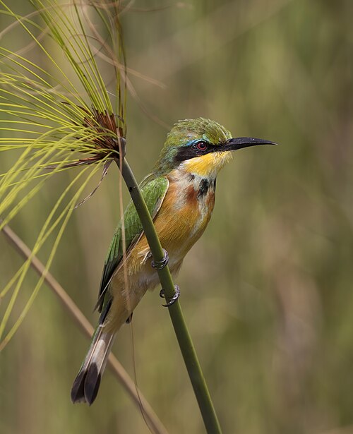 Little Bee-eater
