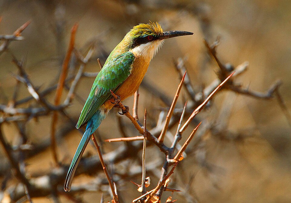 Somali Bee-eater
