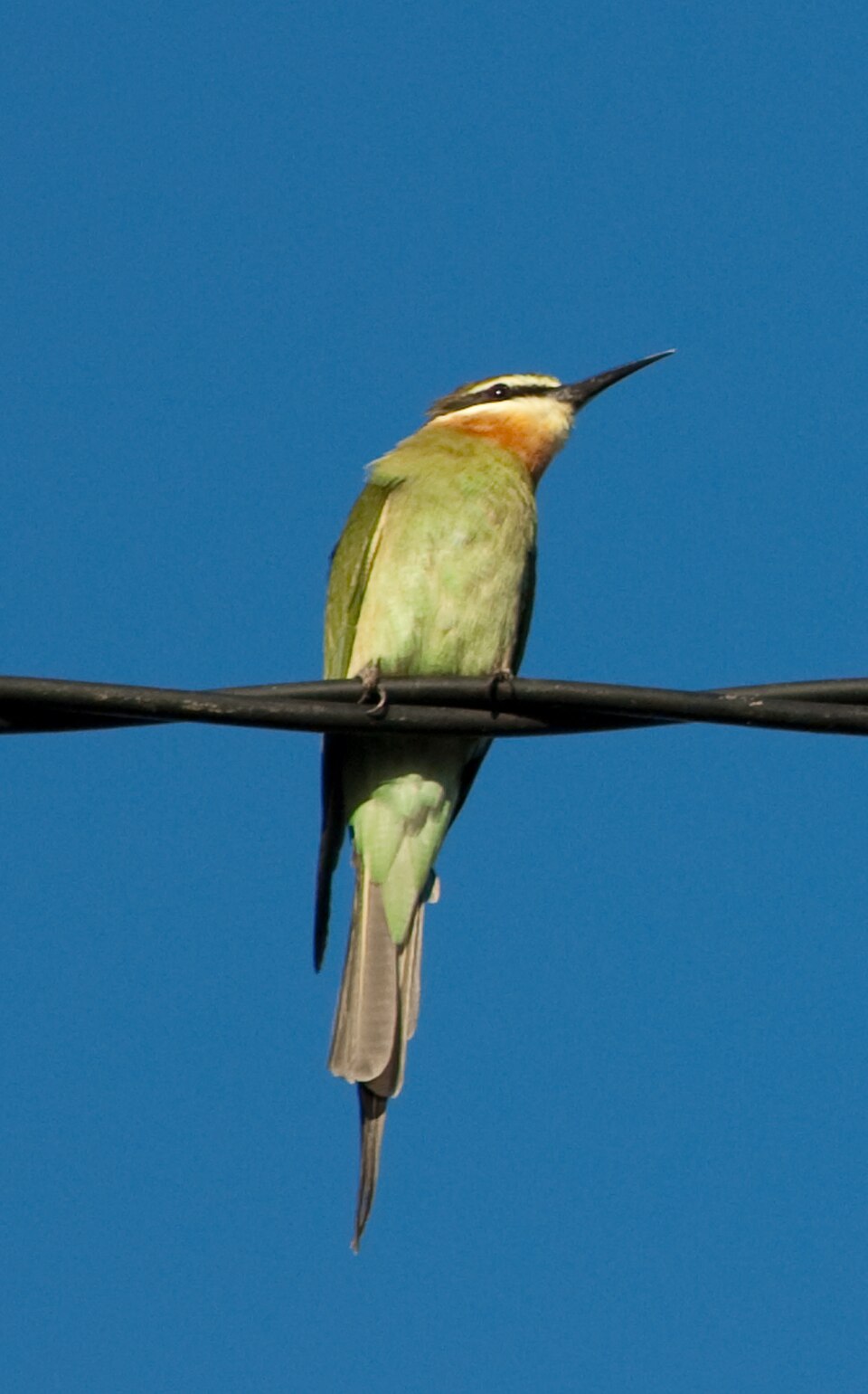Madagascar Bee-eater