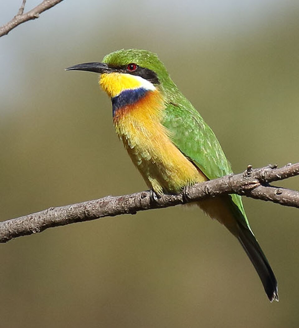 Blue-breasted Bee-eater