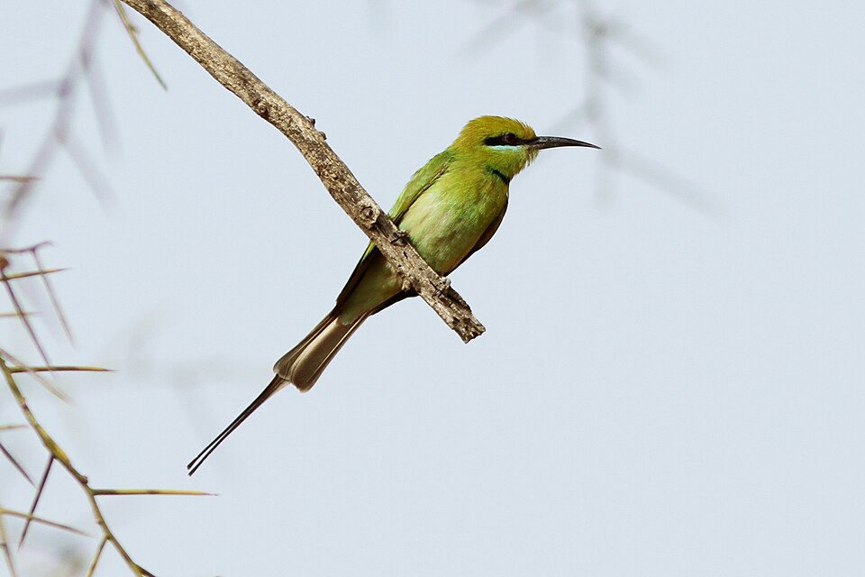 African Green Bee-eater