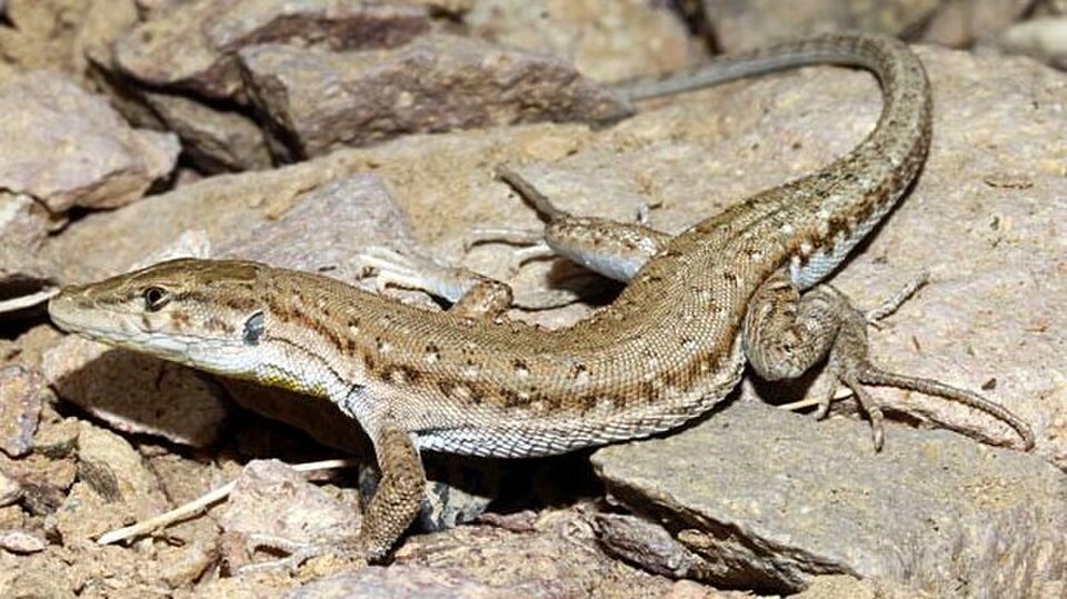 Persian Long-Tailed Desert Lizard