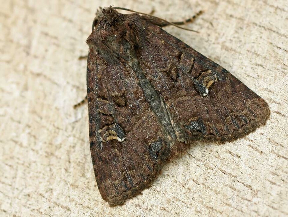 Common Rustic