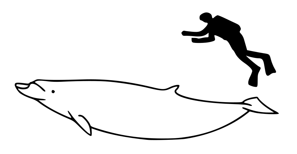 Blainville's Beaked Whale