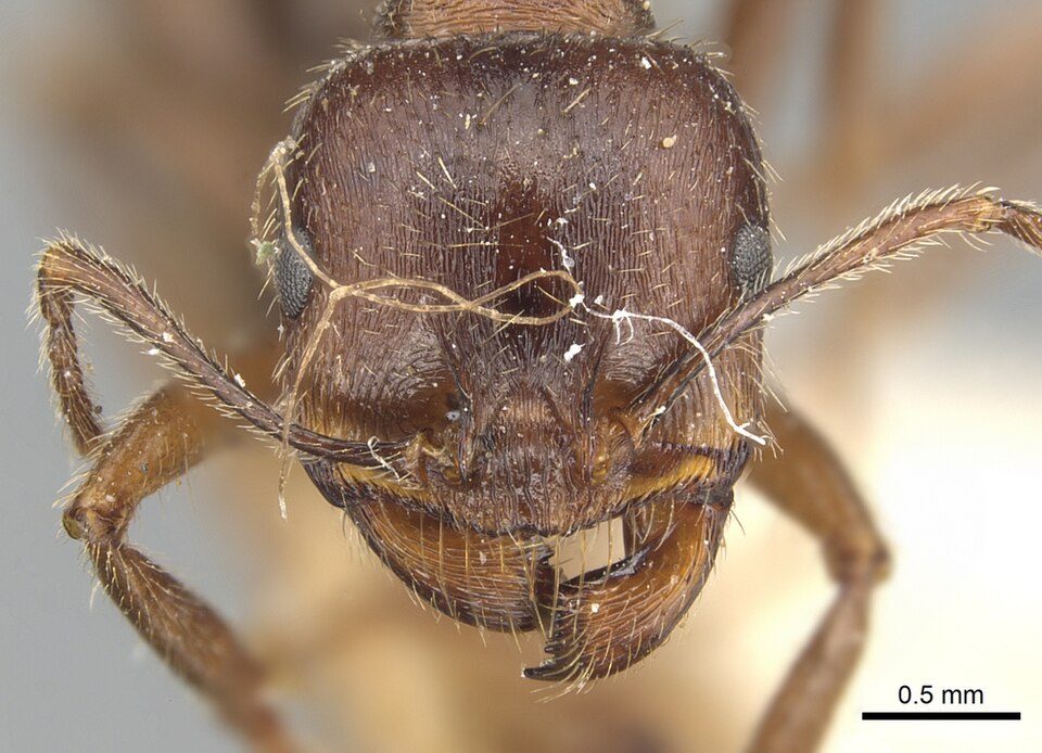 Iberian Harvester Ant