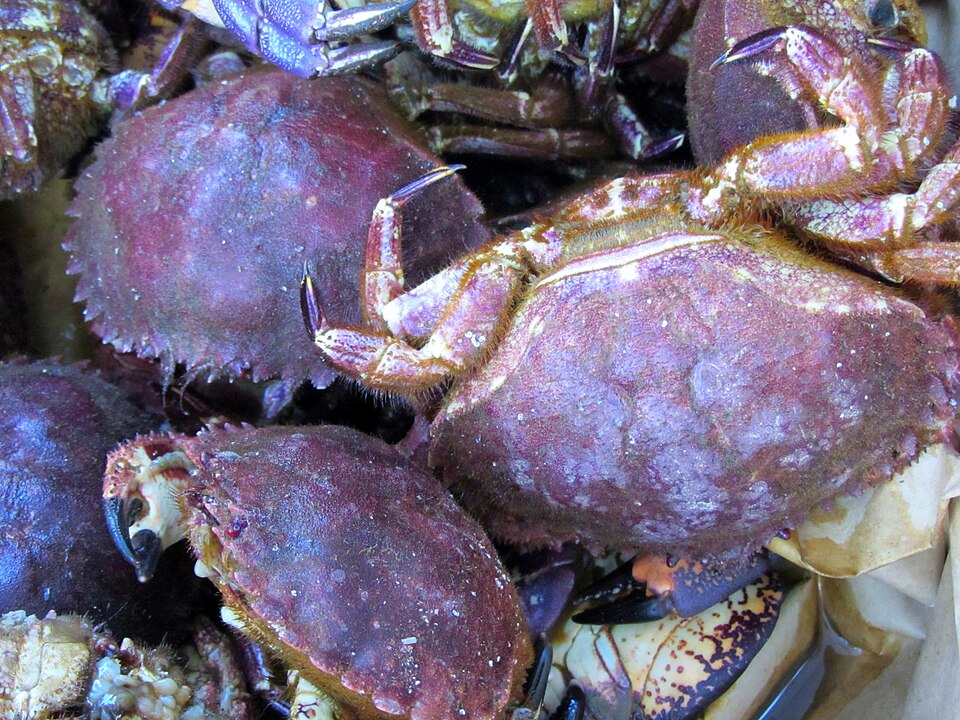 mola rock crab