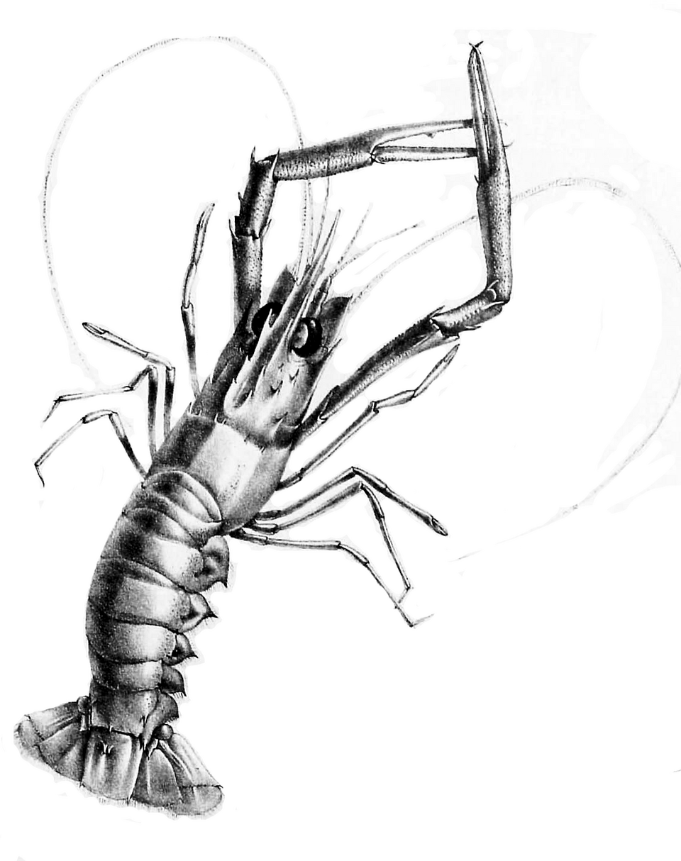 New Zealand lobster