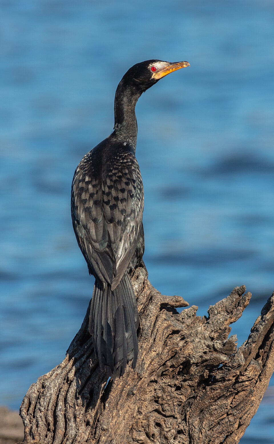 Long-tailed Cormorant