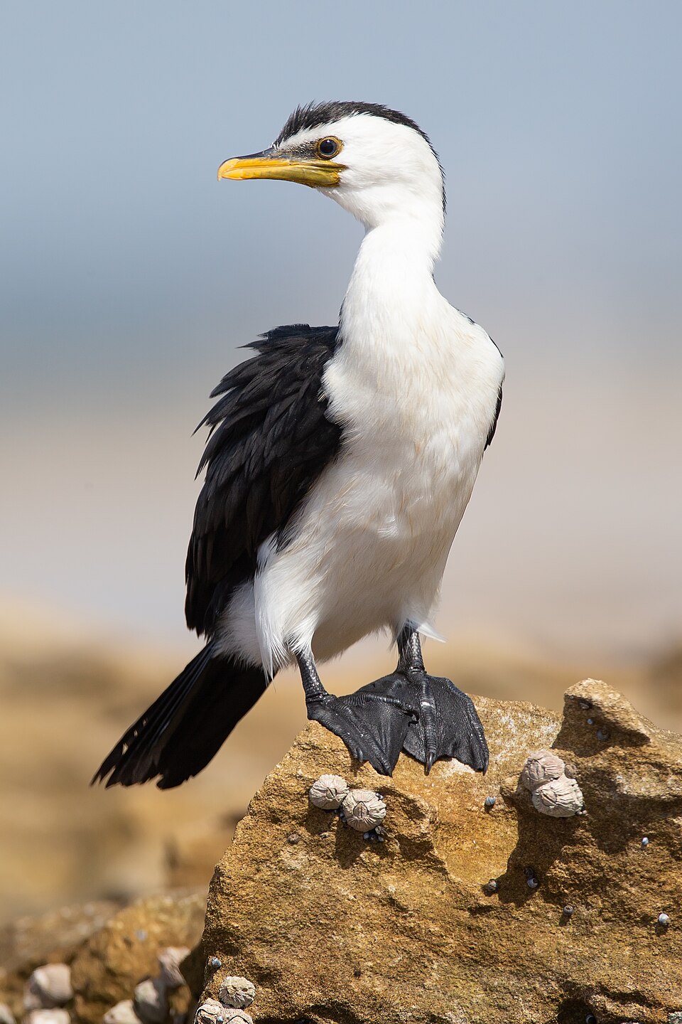 Little Pied Cormorant