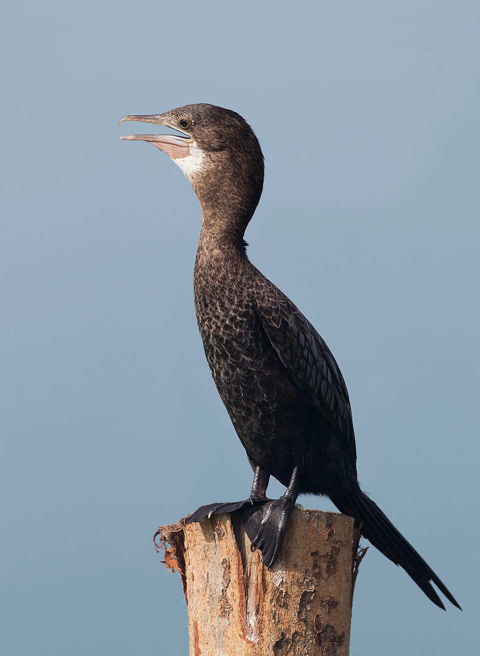 Little Cormorant