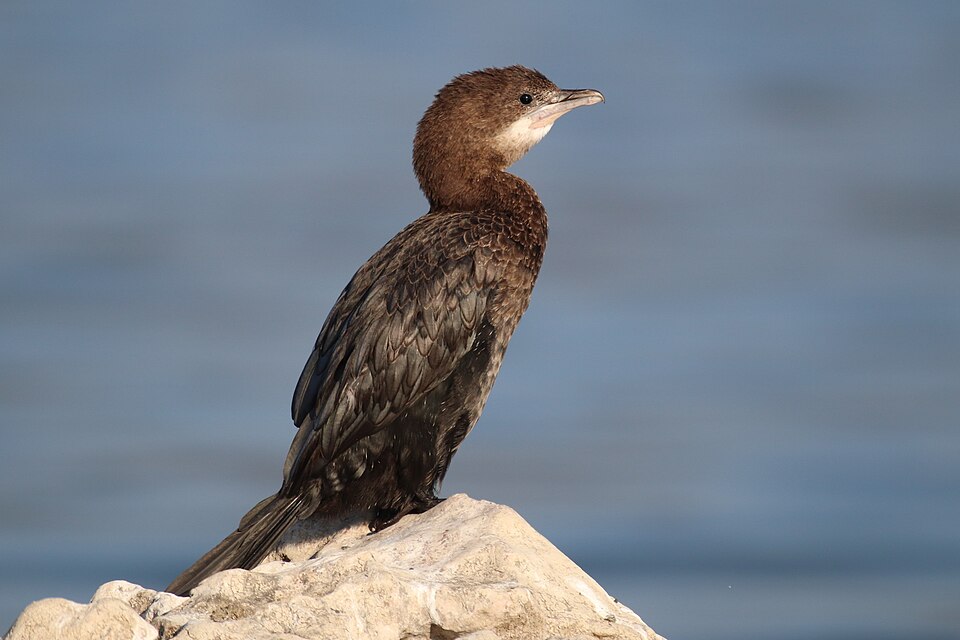 Pygmy cormorant