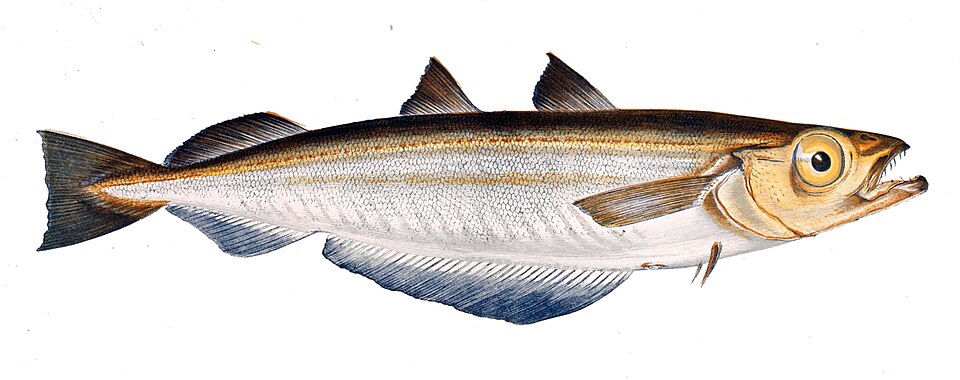 blue whiting