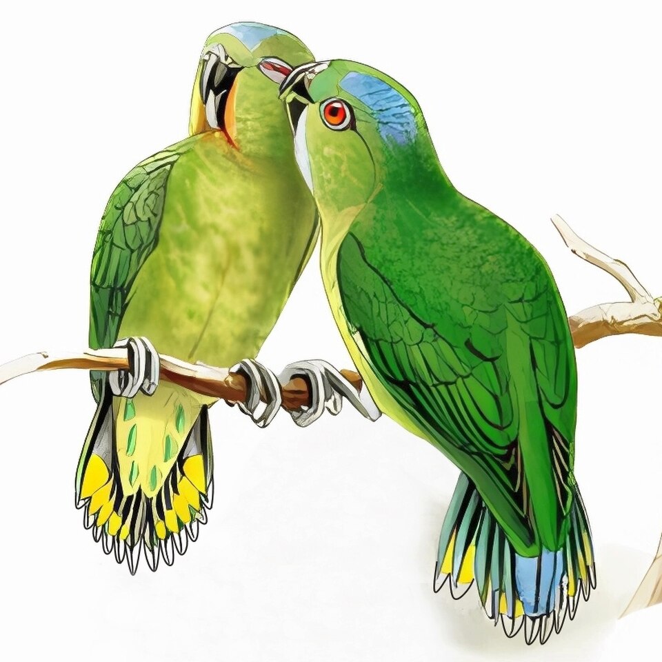 Finsch's Pygmy-Parrot