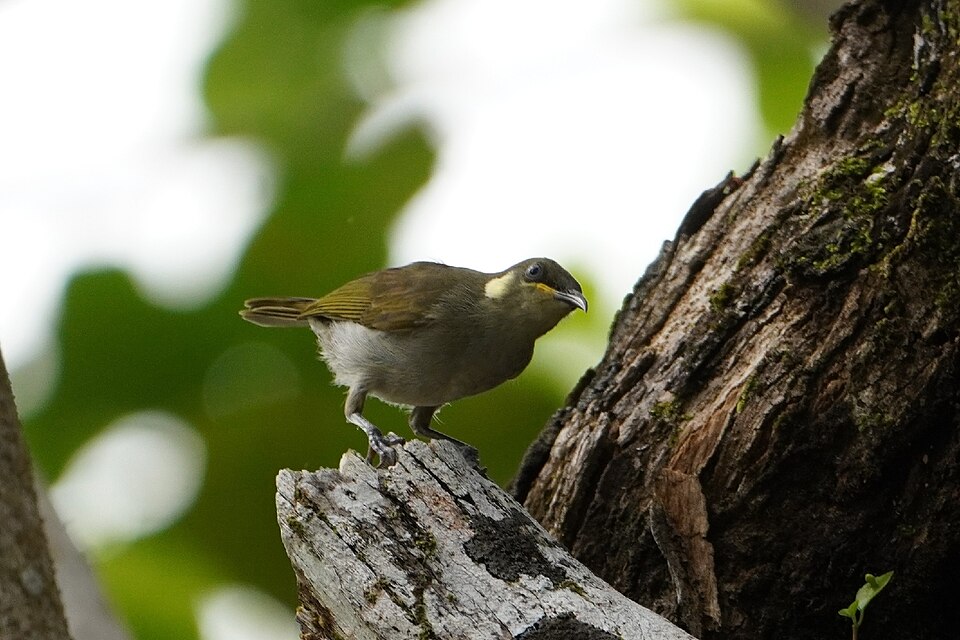 Mimic Honeyeater