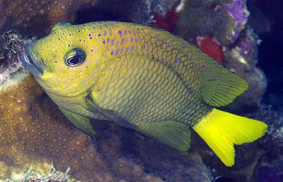 Yellowtail damselfish