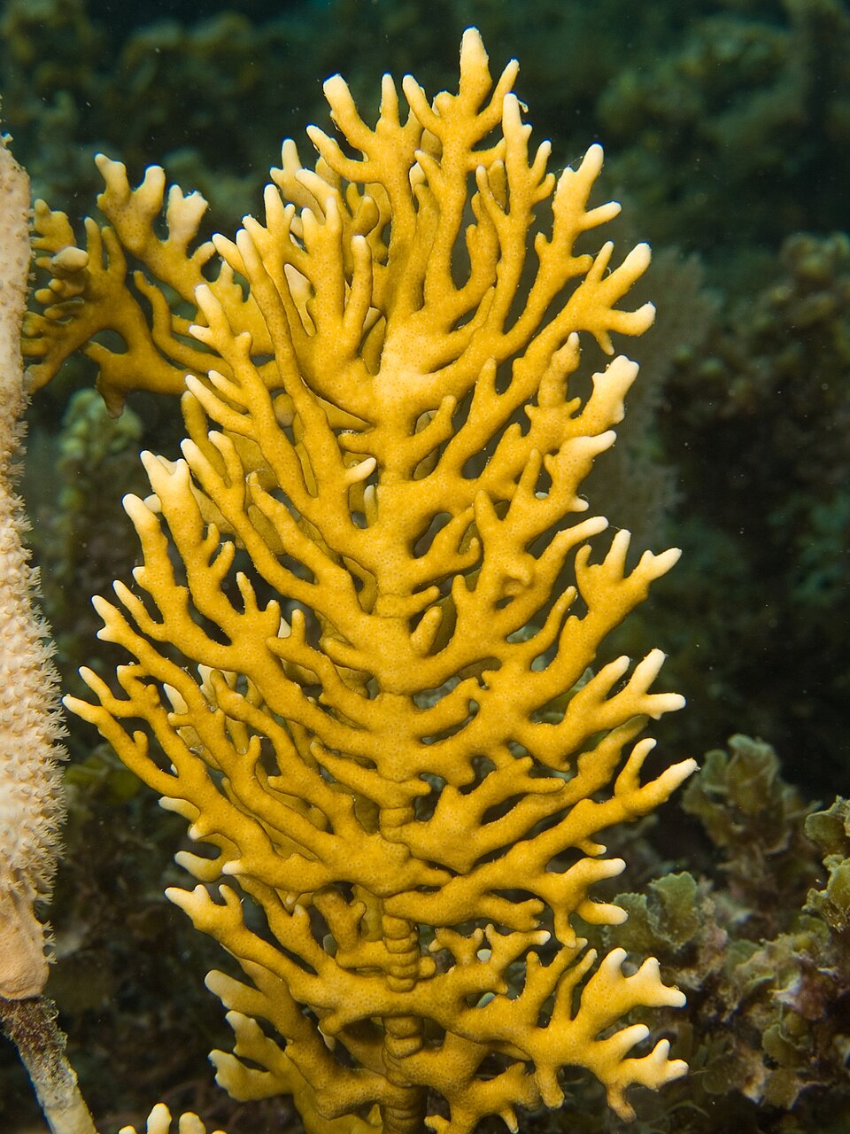 fire coral
