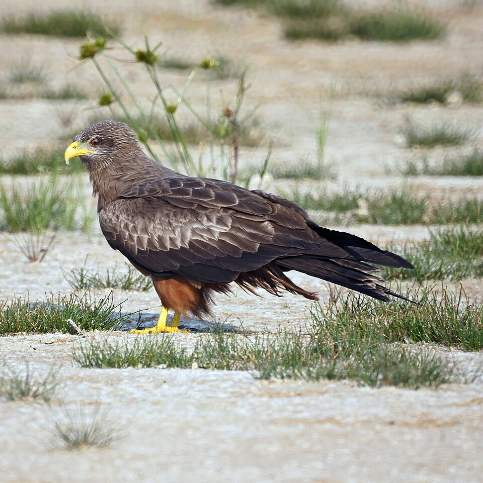 yellow-billed kite