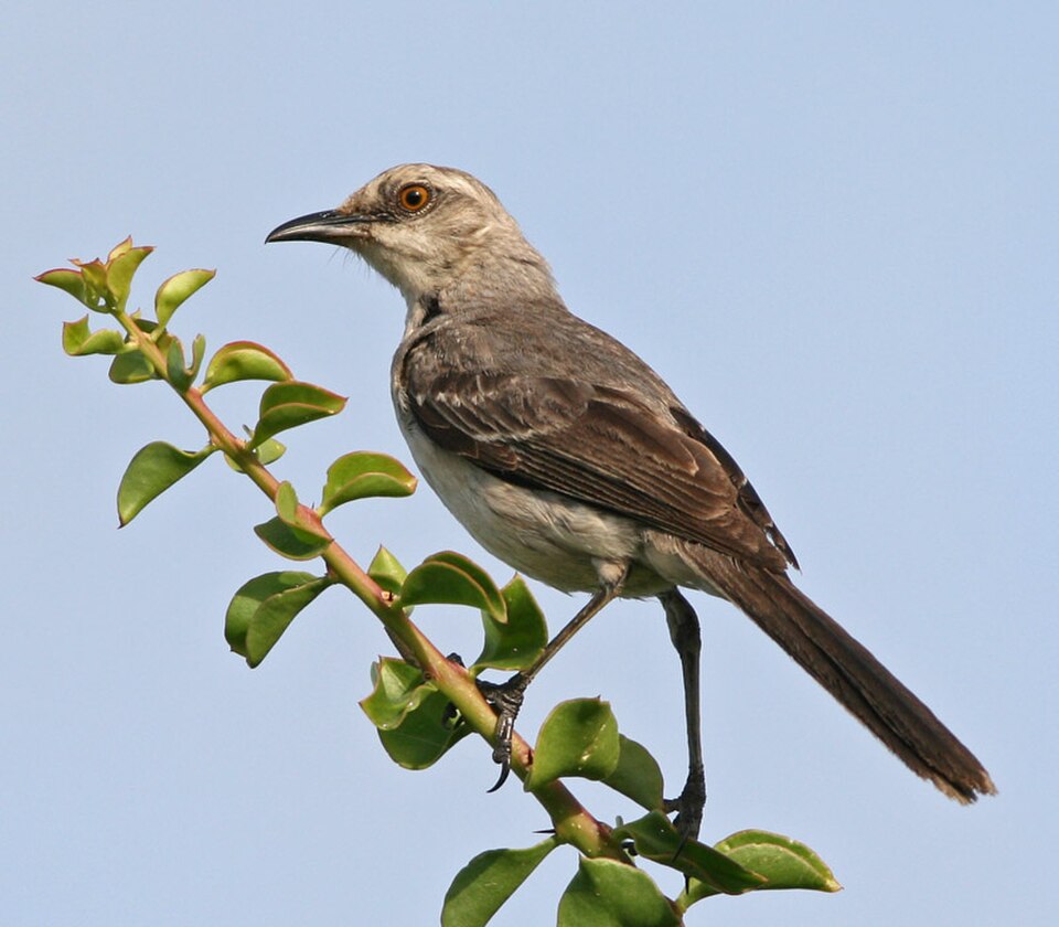Tropical Mockingbird