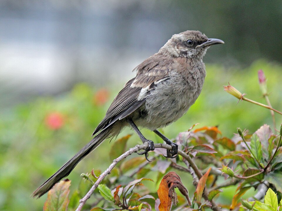 Long-tailed Mockingbird