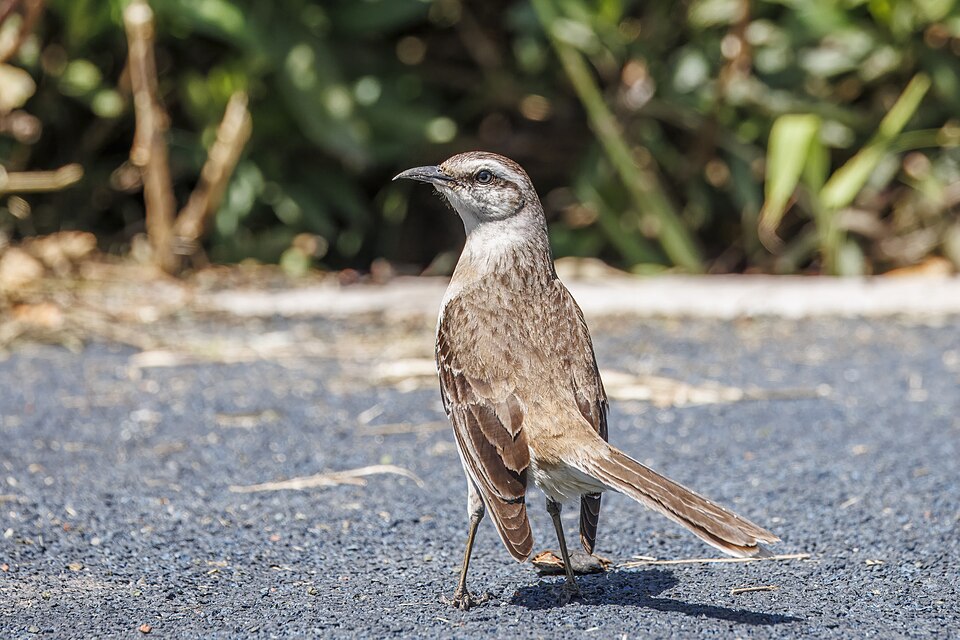 Chalk-browed Mockingbird