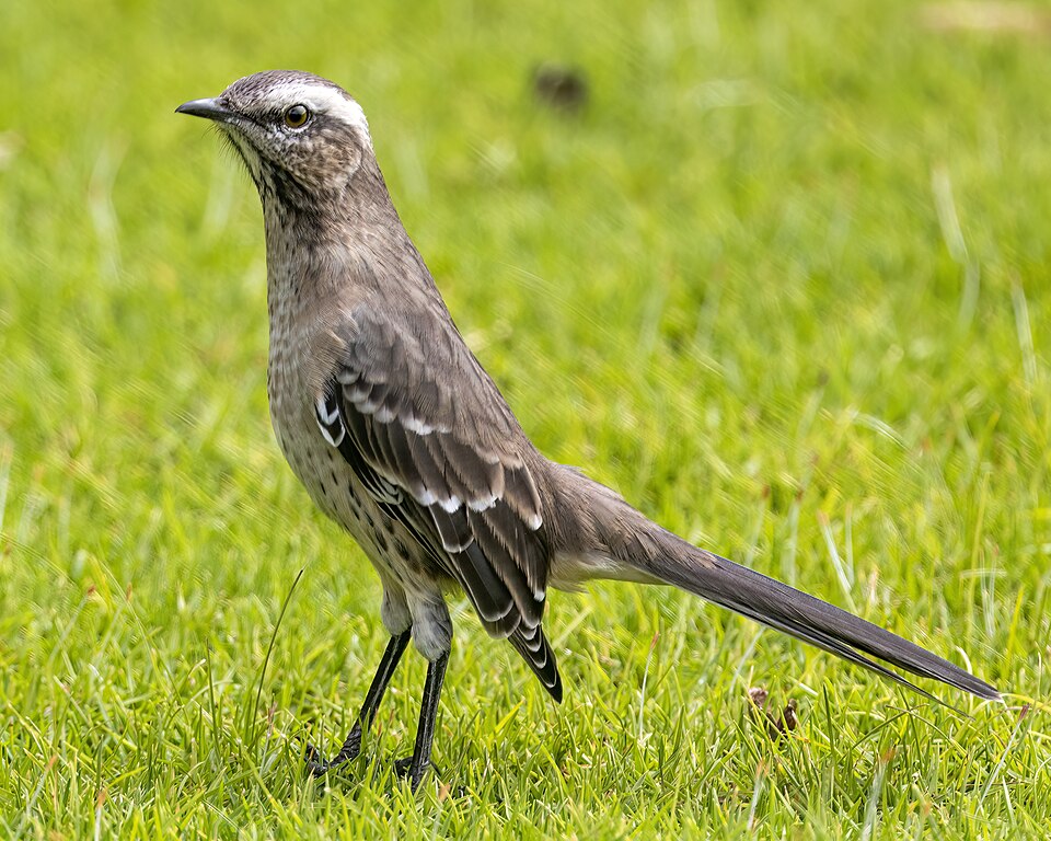 Chilean Mockingbird