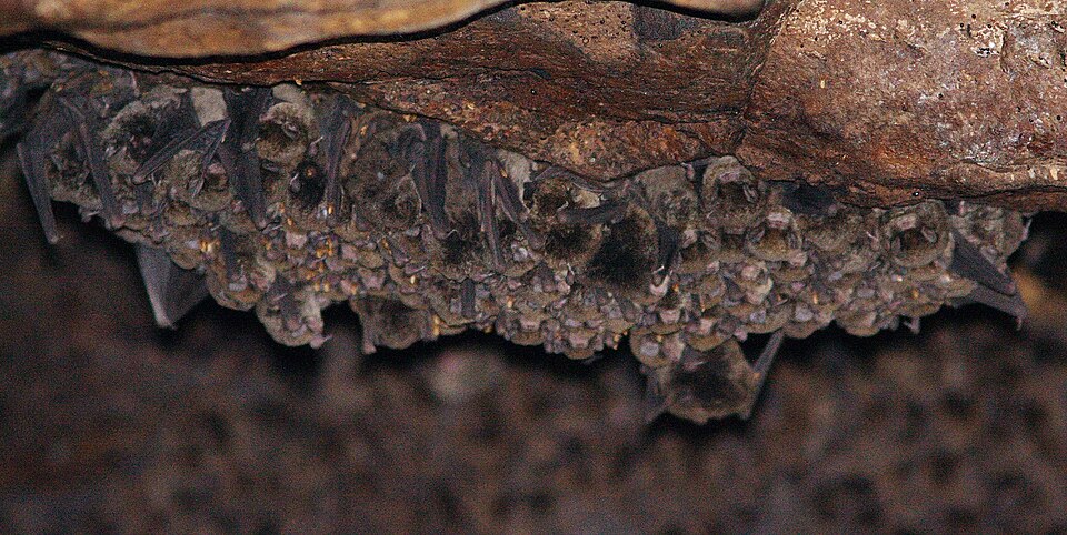 Little Bent-winged bat