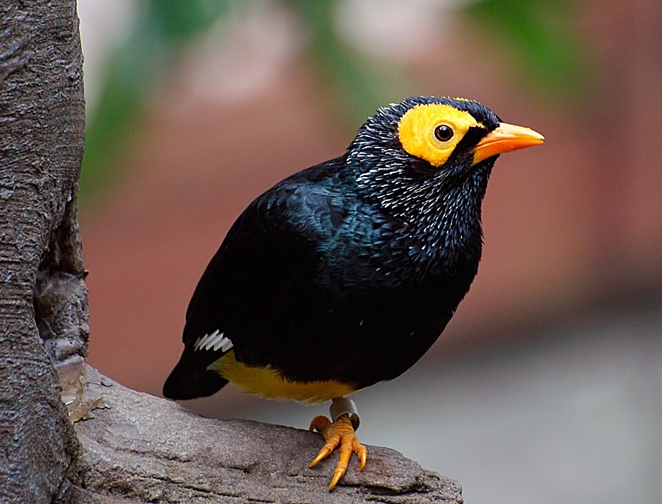 Yellow-faced Myna