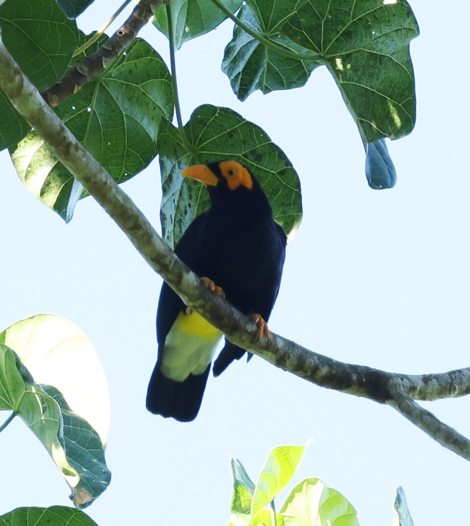 Long-tailed Myna