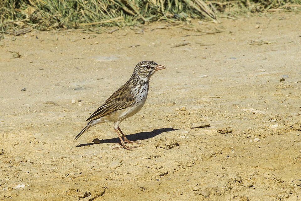 Madagascar lark