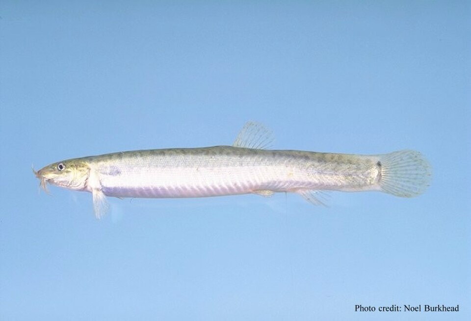Pond loach
