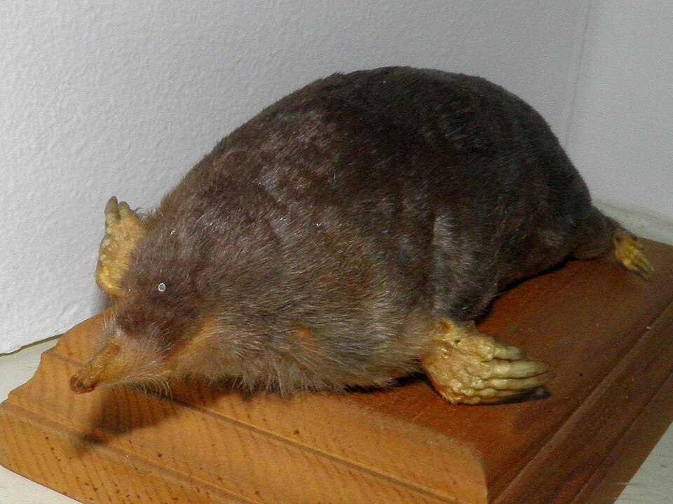 Japanese mole