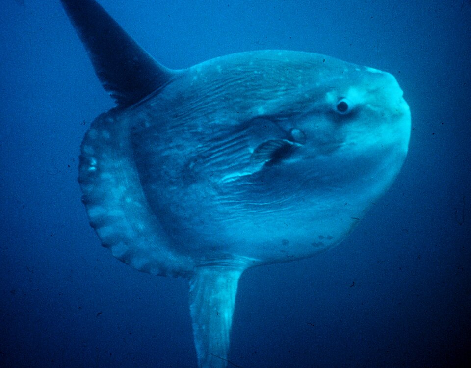ocean sunfish