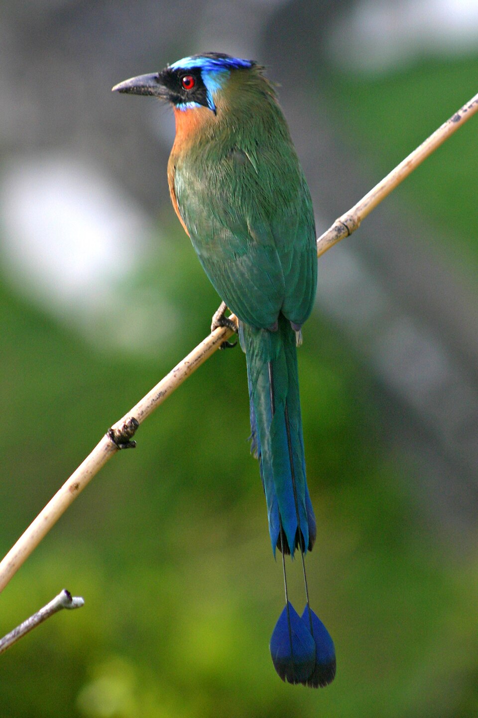 Trinidad Motmot